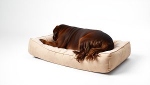 Best Bed For Dog 2026