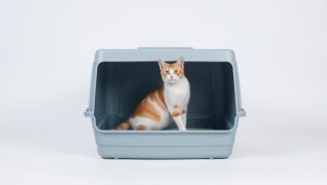 Best Big Litter Box For Cat 2026