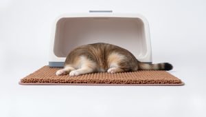 Best Cat Mats For Litter Box 2026