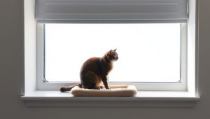 Best Cat Perch For Window Sill 2026