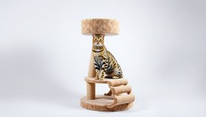 Best Cat Tree For Bengal Cats 2026