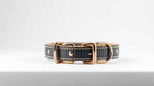 Best Collar for Puppy (2026)