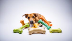 Best Dog Chew Toys 2026
