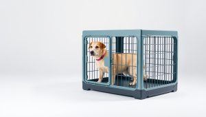 Best Folding Crate For Dog 2026