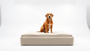 Best Stairs For Dog For Bed 2026