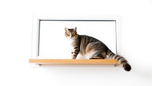 Best Window Perch For Large Cat 2026