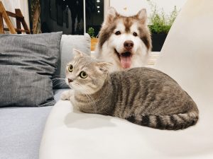 How to Trim Your Dog’s Nails Safely at Home