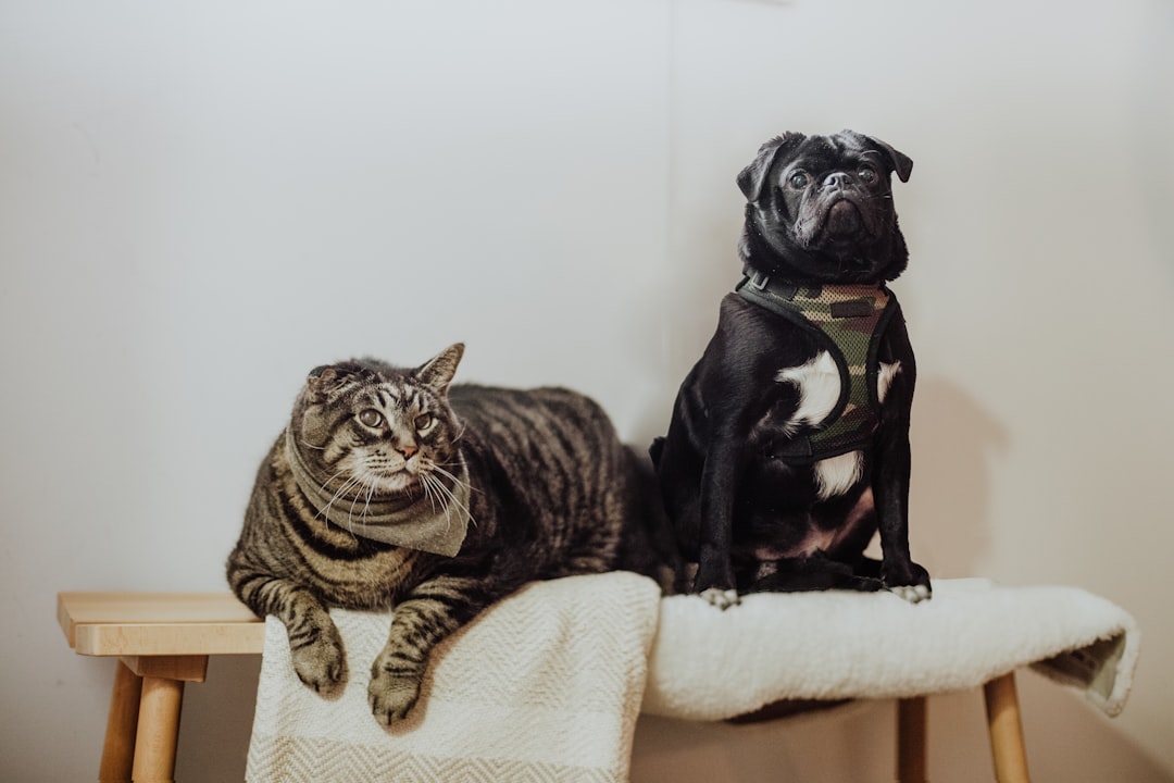 The Best Diet for a Senior Dog: A Complete Guide