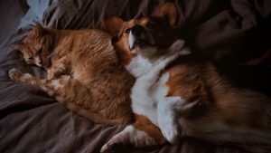 Why Is My Cat Not Eating? 8 Common Reasons