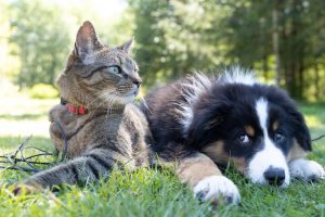 Why Is My Dog Scratching So Much? Causes and Relief