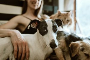 How Often Should You Bathe a Dog?