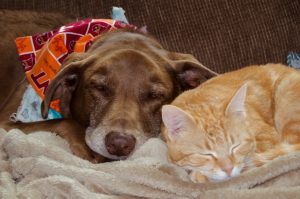 How to Introduce a New Pet to Your Home