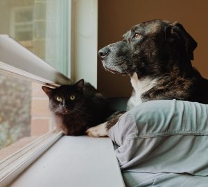 Wet vs Dry Dog Food: Which Is Better?