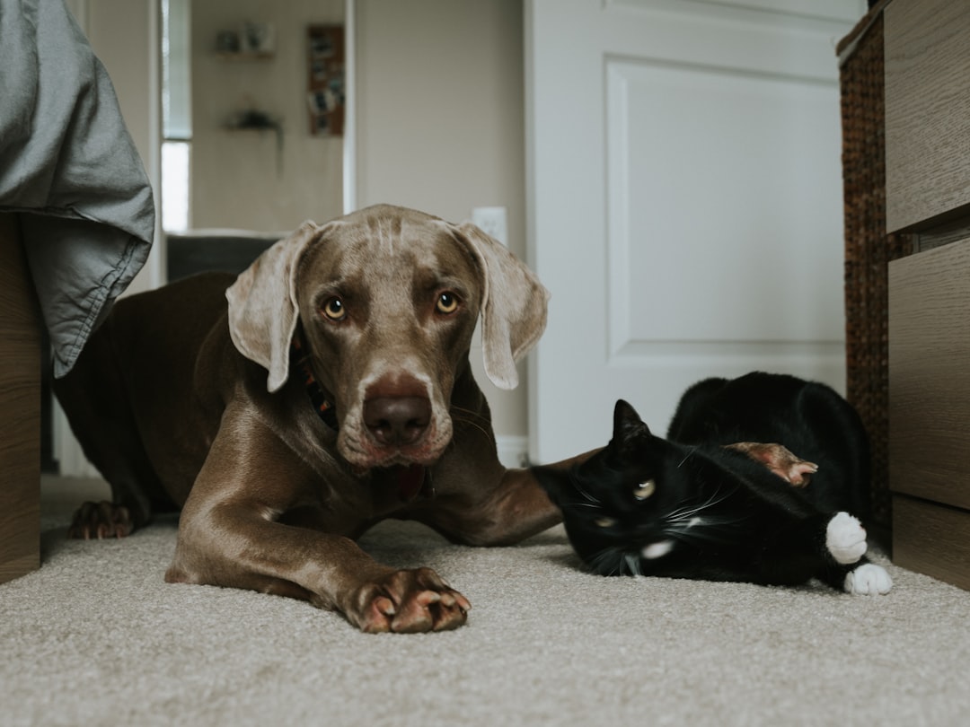 Signs Your Pet Is in Pain (and What to Do)