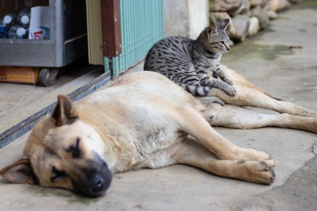 How to Stop a Dog From Barking Excessively