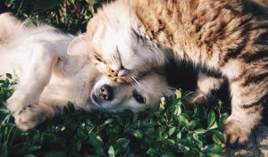 How Much Does It Cost to Own a Dog per Year?