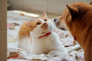 How to Litter Train a Kitten the Easy Way