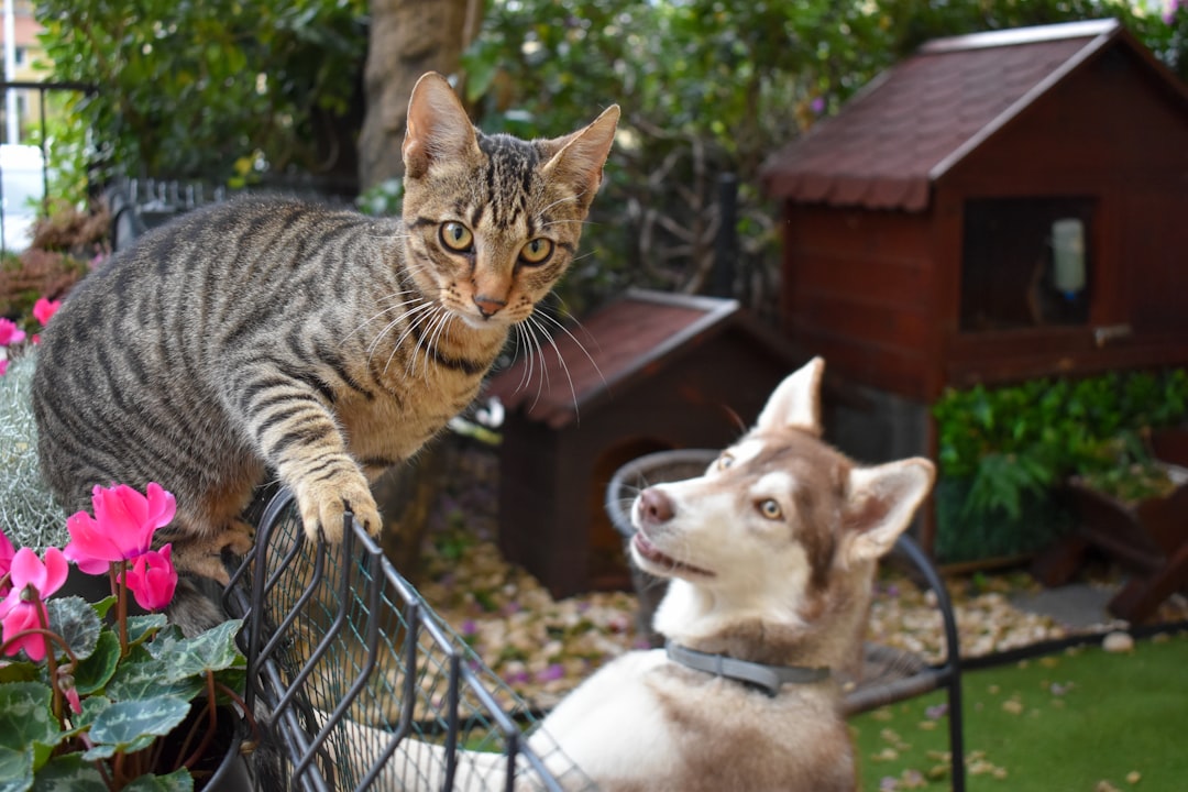 How Much to Feed a Dog: A Complete Portion Guide