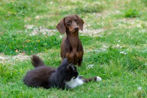 Why Does My Dog Eat Grass? The Real Reasons