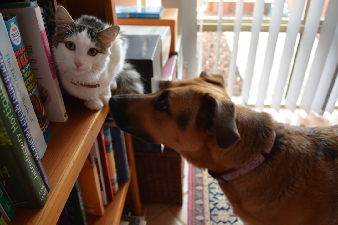 How to Stop a Cat from Scratching Furniture