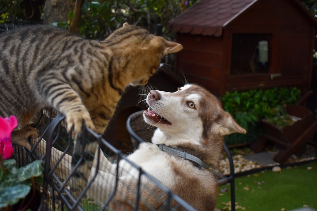 Signs of Fleas on Dogs: How to Spot and Treat Them