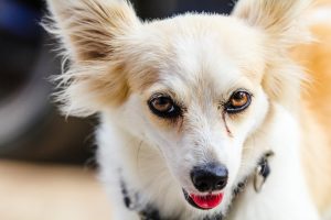 How to Brush a Dog’s Teeth: A Beginner’s Guide