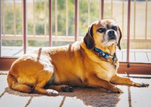 Why Is My Dog Shedding So Much? Causes and Solutions