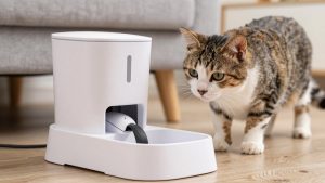 Best Automatic Feeder for Diabetic Cats in 2026: Compared and Ranked