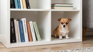 Best Bookshelves for Small Apartments: Space-Saving Picks