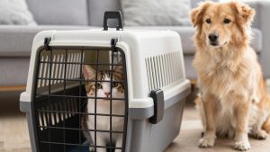 Best Carrier for Nervous Cats in 2026: Compared and Ranked