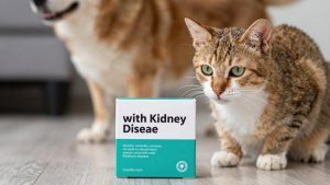 Best Cat Food for Cats with Kidney Disease
