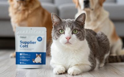 Best Cat Supplies for Indoor Cats: 7 Essentials Worth Buying