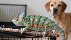 Best Chameleon Cages for Veiled Chameleons in 2026: Compared and Ranked