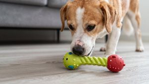 Best Chew Resistant Toys for Aggressive Chewers in 2026: Compared and Ranked