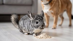 Best Chinchilla Dust Bath Supplies in 2026: Compared and Ranked