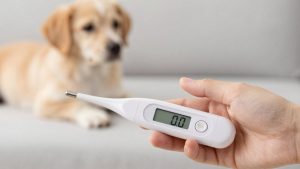 Best Digital Thermometer for Newborn: 6 Picks for New Parents