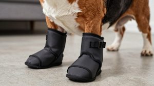 Best Dog Boots for Basset Hound