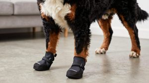 Best Dog Boots for Bernese Mountain Dog