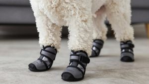 Best dog boots for bichon frise 2026
