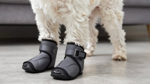 Best Dog Boots for Havanese
