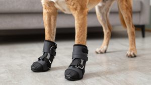 Best dog boots for mastiff 2026