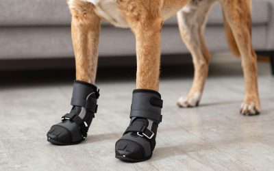 Best dog boots for mastiff 2026