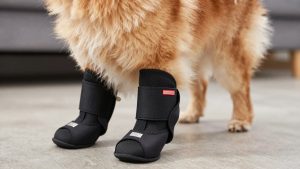 Best Dog Boots for Pomeranian