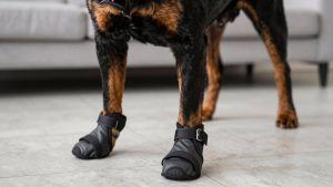 Best Dog Boots for Rottweiler