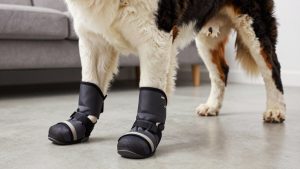 Best dog boots for saint bernard 2026