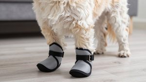 Best Dog Boots for Shih Tzu