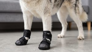 Best Dog Boots for Siberian Husky