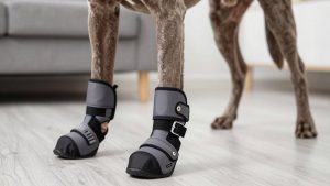 Best dog boots for weimaraner 2026