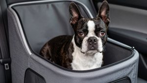 Best Dog Car Seat for Boston Terrier