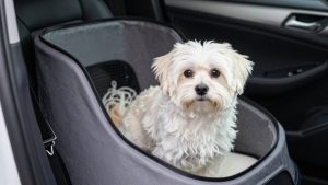 Best Dog Car Seat for Havanese